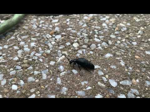 Oil Beetles Found on the Side of the Home in Freehold, NJ