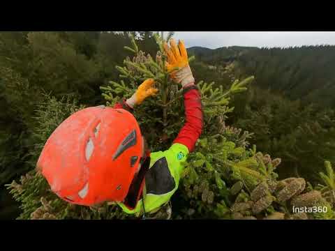 Zapfenpflücker bei der Arbeit, absoluter Top-Baum 😎 (Weißtanne)