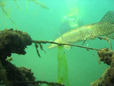 Schloßteich Mühlberg