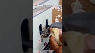 Download lagu The chick's beak was cut off, this is the reason.. #shorts #shortvideo #funnyhome mp3 Download lagu The chick's beak was cut off, this is the reason.. #shorts #shortvideo #funnyhome mp3