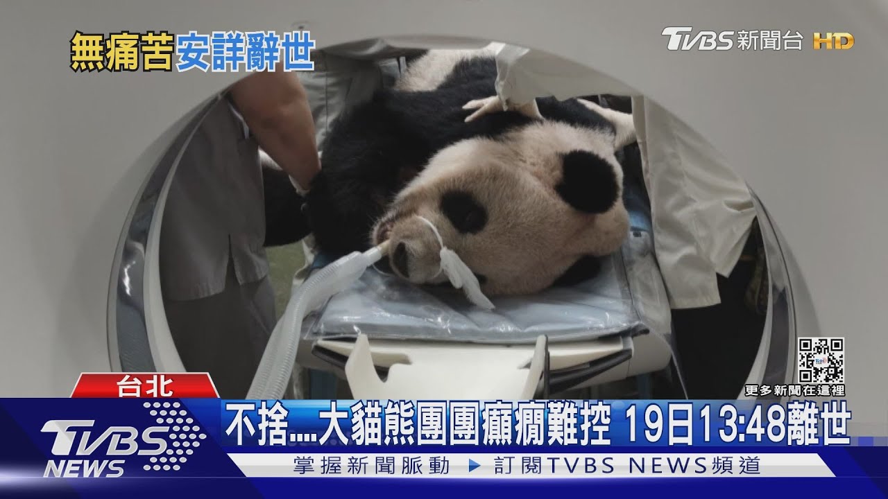 不捨大貓熊團團癲癇難控　19日13:48離世
