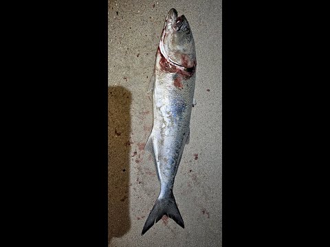 Bluefish ( MAY 19 ,2023 )