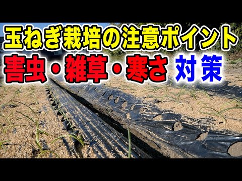 玉ねぎの隣に植える花はどれですか?タマネギのウジ虫を防ぐ植物を発見する  庭園