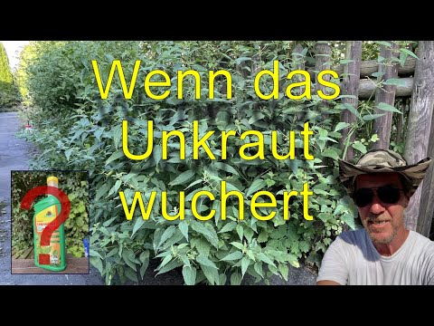 Wenn Unkraut wuchert Unkraut Entferner oder von Hand? Ist ein Unkrautvernichter der richtige Helfer?