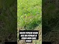 Agriculturalsystem Popular Kisan Ki Kab Mehnat Se Hota Jayada Ghas