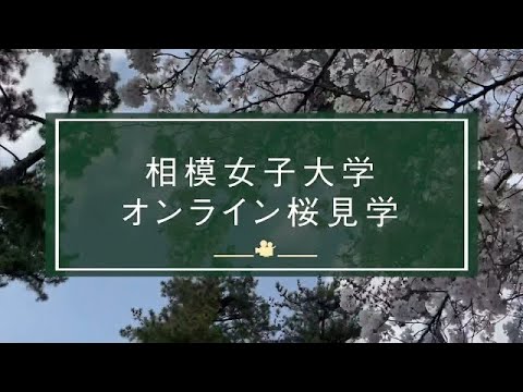 相模女子大学　オンライン桜見学