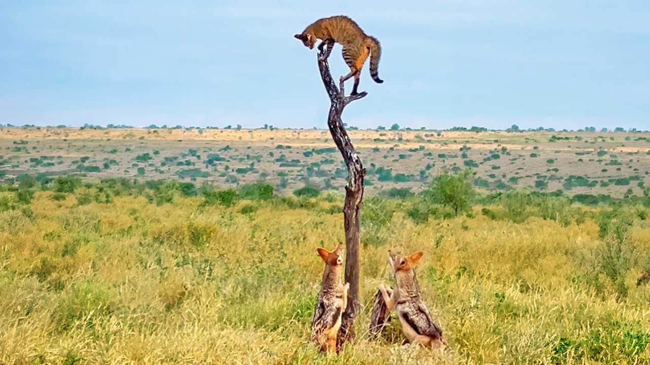 Two Jackals Trap A Wildcat on a Dead Tree