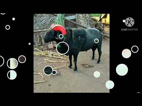 ondanondu oorali obba huduganiddanu yarigu hedarada ranadheeranu 💥💥😭😭