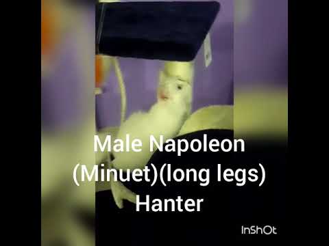 male Napoleon (Minuet)(long legs)  Hanter