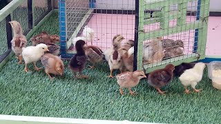 Chicks House | Small Chicken Coop | Birds and Animals Planet