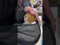 ポトのYouTubeサムネイル画像