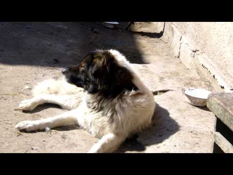 Nimeni Altu' - Cand ai nevoie