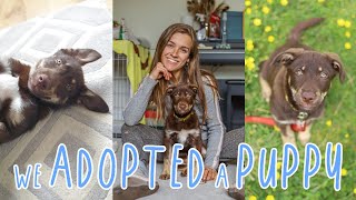 OUR ADOPTION STORY | Adopting a Romanian Rescue through The Pack Project | Meet Tia