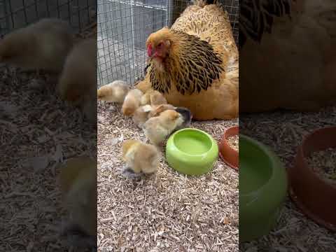 Glucke mit ihren frisch geschlüpften Küken 🐣 #selbstversorgung #zucht #geflügel #brahma #hühner