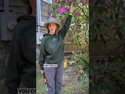 Pruning Overgrown Rhododendrons: Don't Be Intimidated!✂️💪