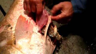 preview picture of video 'Grand Isle, LA - Stomach Contents of a Large Redfish, a crab & fish.AVI'