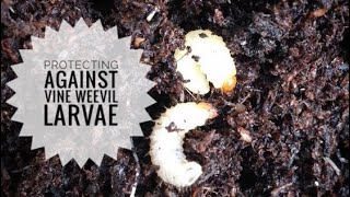Protecting against vine weevil larvae