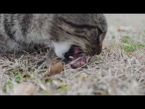 Cat eating mouse whole