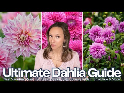 Best (and worst) Dahlia Varieties for Cutting & Gardens , Plant Comparisons, Vase Life, Bloom Count