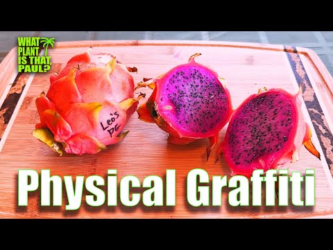 THE BEST DRAGON FRUIT of THE YEAR ? / Physical Graffiti TASTE and REVIEW / IT's AMAZING