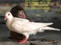 Человек произошел от обезьяны?!. 