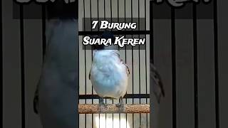 Download lagu 7 Birds with the Most Melodious Sounds in the World mp3 Download lagu 7 Birds with the Most Melodious Sounds in the World mp3