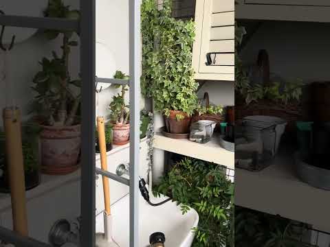 園芸 バルコニーに咲く低木