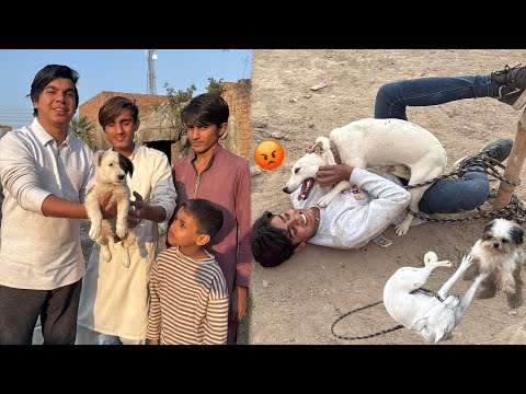 Coco Ny Subhan Pr Attack Kr Dea 😡 Cute Dog Gift Mila 🎁