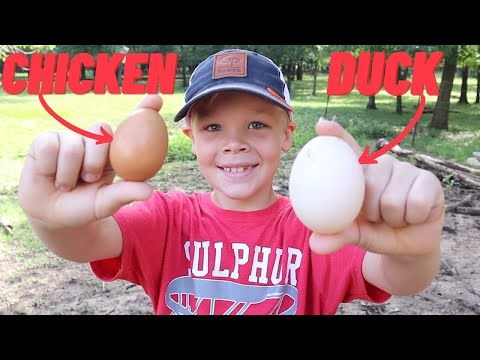 Duck Egg vs Chicken Egg Taste Test