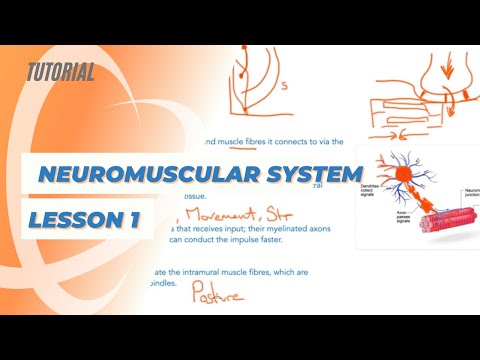 Neuromuscular System Lesson 1