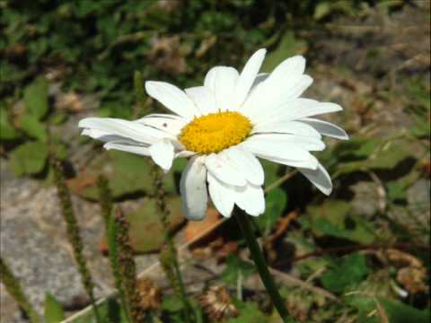 POPULLORE   Refki Reshitaj (T'kam dashtë ty vashë)