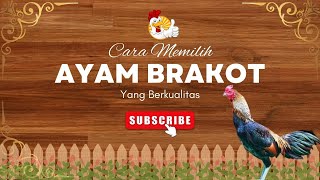 Download lagu How to Choose Quality Brakot Chickens for Beginners mp3 Download lagu How to Choose Quality Brakot Chickens for Beginners mp3
