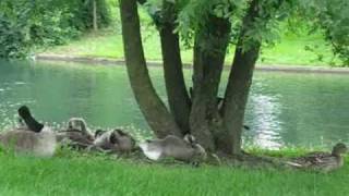 bertin y lalo mi retrato.wmv