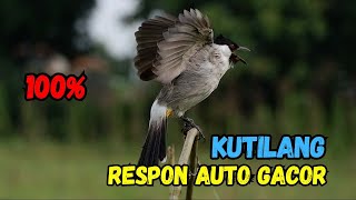 Download lagu Dijamin 100% Ampuh Untuk masteran Burung Kutilang Agar Cepat Bunyi Dan Gacor mp3