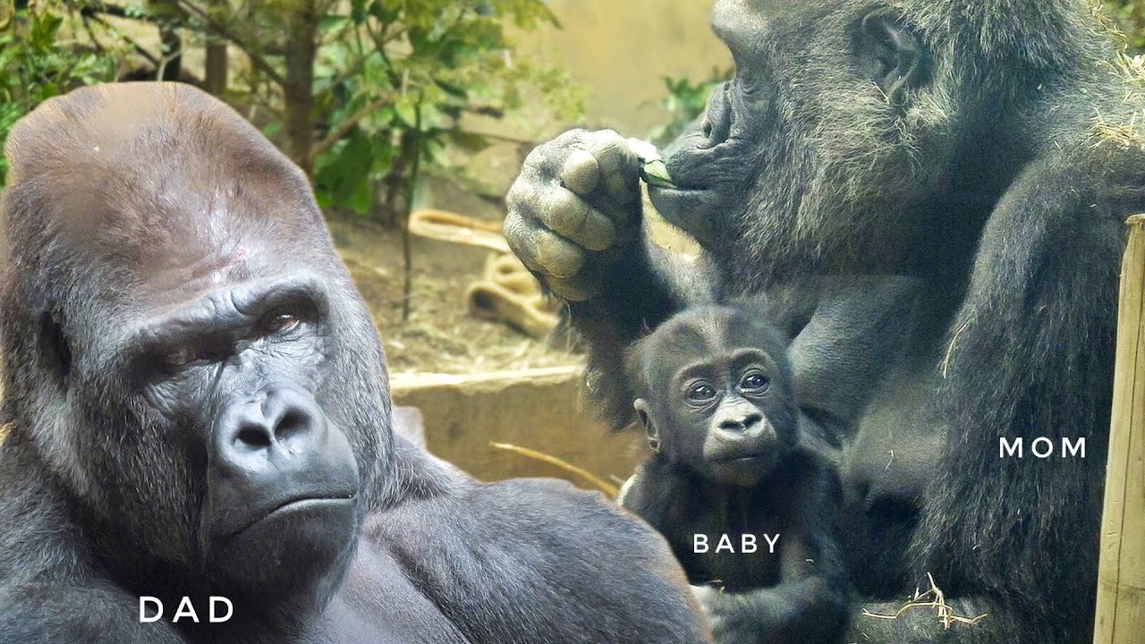 Mom Gorilla getting irritated with the Silverback | GENKI & MOMOTARO | Kyoto Zoo