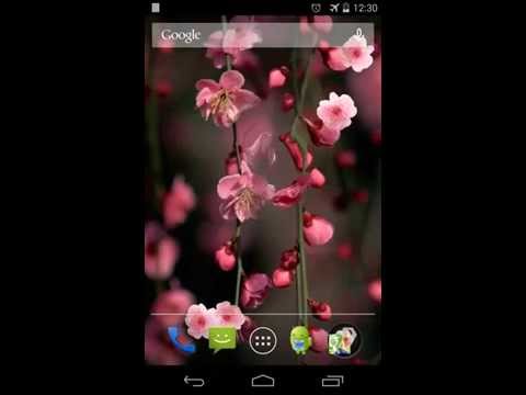 Sakura Live wallpaper Video