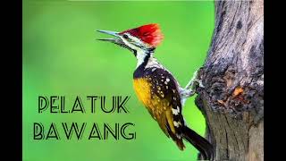 Download lagu Masteran Pelatuk Bawang Nembak Panjang Jeda Paling... mp3