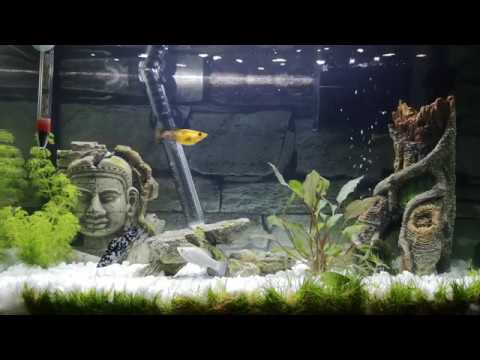4K Tropical Aquarium Fish Feeding. 20 min. NO MUSIC!