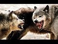 chernobyl's radioactive wolves ! ( the terrifying ...