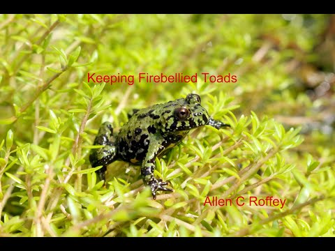 Keeping Firebellied Toads
