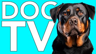 10 Hours Relaxing TV for Dogs: Fun Video to Cure Separation Anxiety!