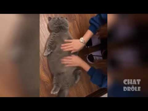 Essayer De Ne Pas Rire ✪ Vidéo De Chat À Mourir De Rire #11   YouTube