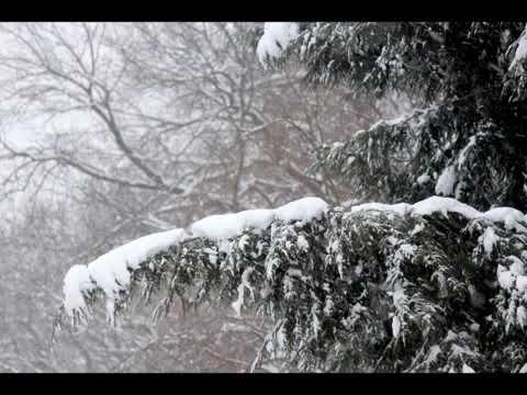 The Fir Tree - Hans Christian Anderson