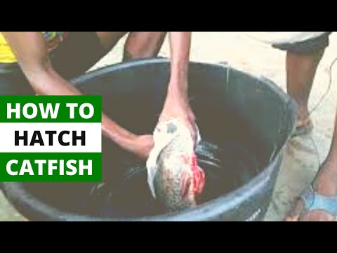 , title : 'HOW TO HATCH A CATFISH | Step By Step Guide To Fish Hatchery'