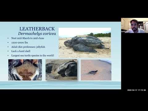 Conservation Conversations: Friday, April 17, 2020. Topic: Sea Turtles