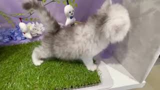 ミヌエットの動画01