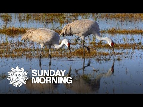 Nature: Whooping cranes in Texas