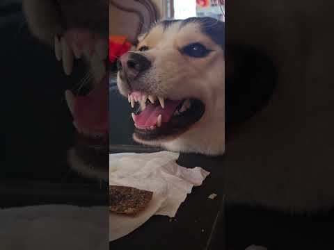 Happy annoyed by her sister....