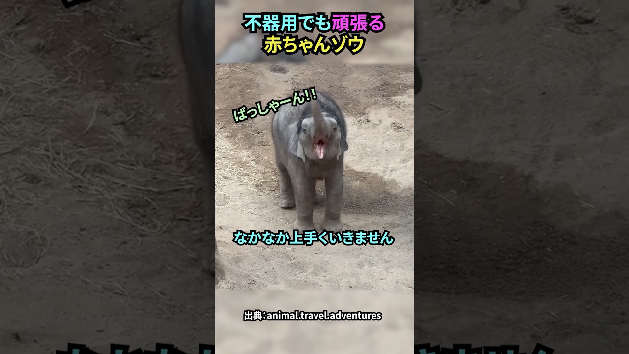 不器用でも頑張る赤ちゃんゾウ#ゾウ #動物