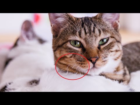 Too Short Cat whiskers! Now I Found WHY